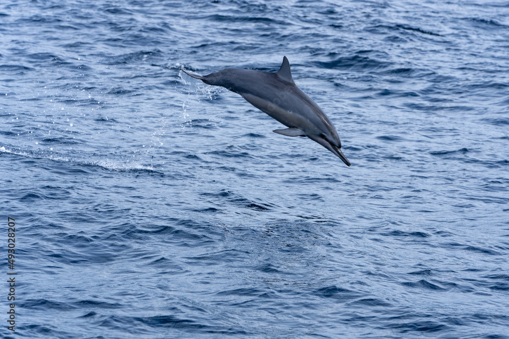 Fototapeta premium Ogasawara islandOgasawara island