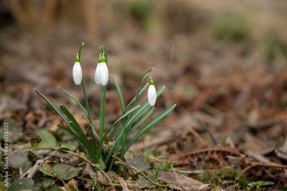 Spring flowering. Snowdrops in the park or garden. Slovakia Spring flowering. Snowdrops in the park or garden. Slovakia