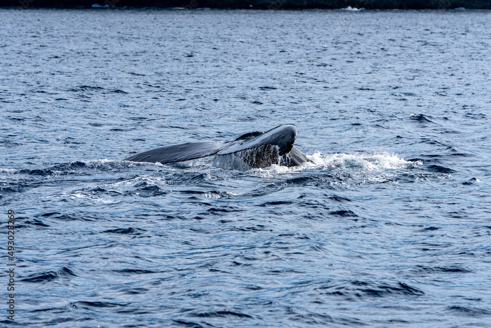 Fototapeta premium Ogasawara island