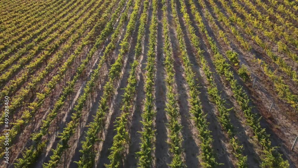 Forward Aerial Drone Flyover of Winery Grapevine Vineyard Rows Vines in Sunset Forward Aerial Drone Flyover of Winery Grapevine Vineyard Rows Vines in Sunset