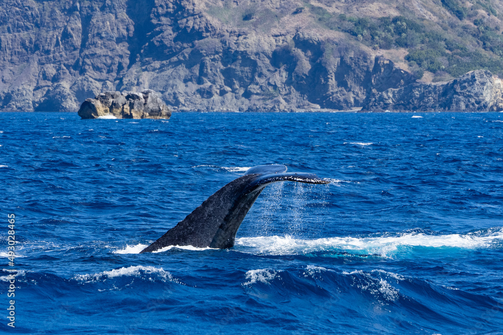 Fototapeta premium Ogasawara island