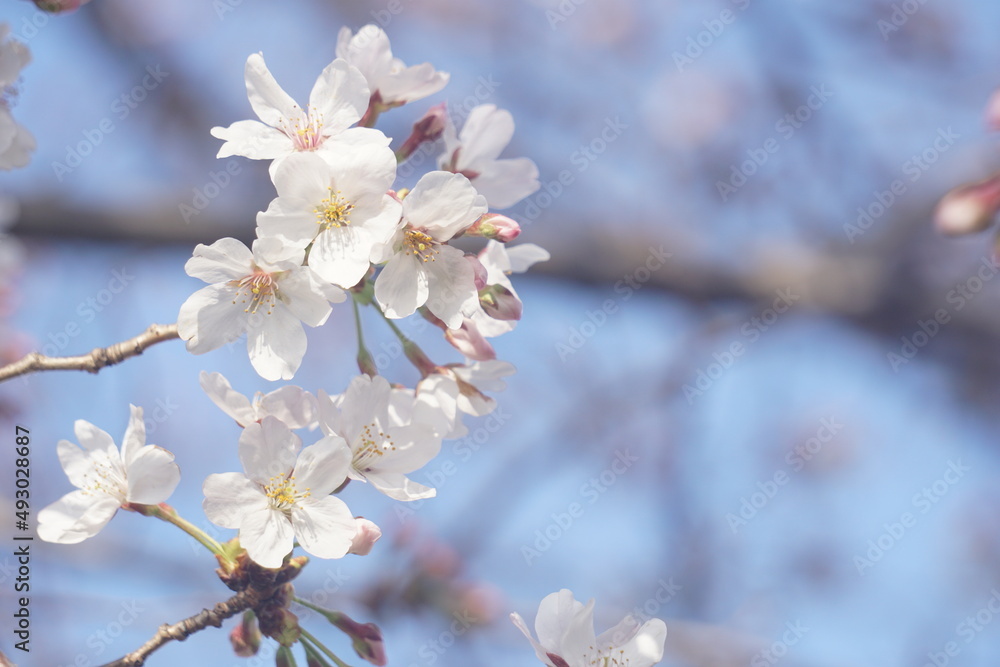 桜
