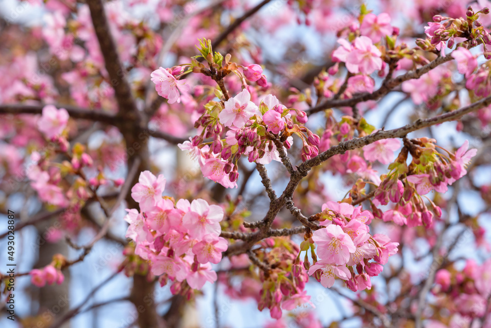 Cherry blossoms, Kawazu Zakura tree Cherry blossoms, Kawazu Zakura tree