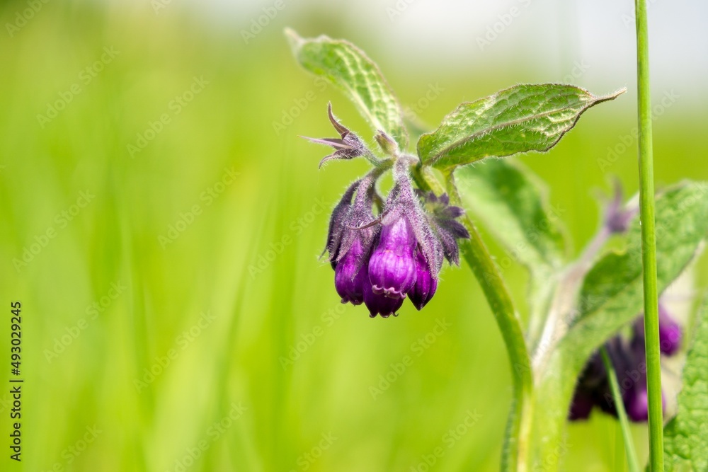 Comfrey flower in the grass. Slovakia Comfrey flower in the grass. Slovakia