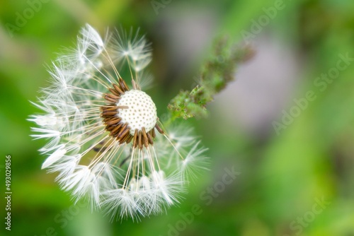Dandelion white flower in the grass in nature. Slovakia