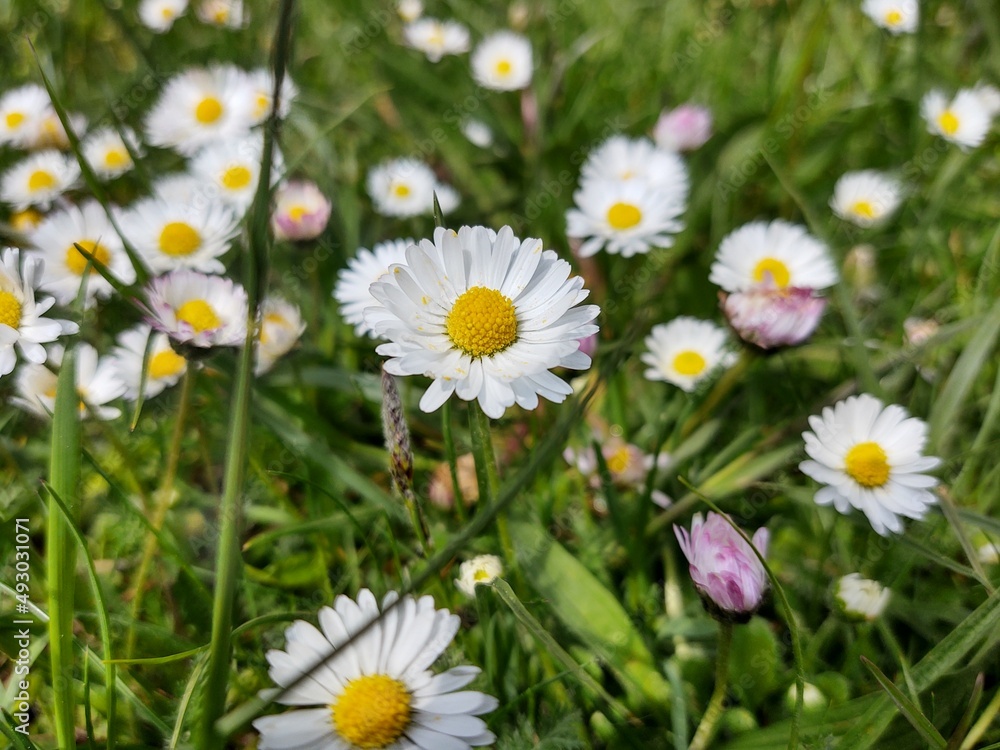 Camomile daisy flowers in the grass, white and yellow. Slovakia Camomile daisy flowers in the grass, white and yellow. Slovakia