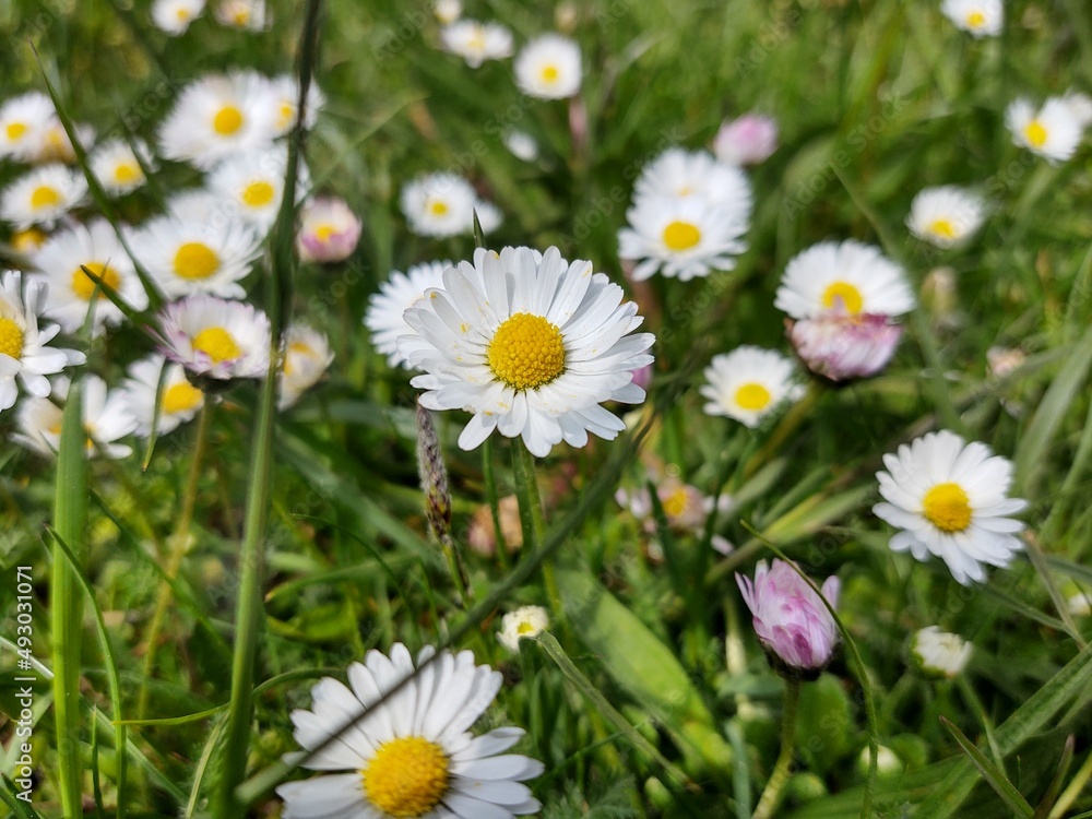 Camomile daisy flowers in the grass, white and yellow. Slovakia