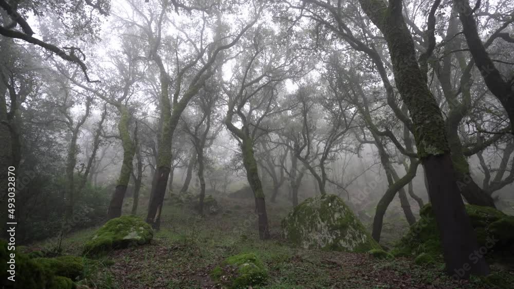 Toma 4k de paisaje de bosque lleno de niebla en la sierra de andalucia Toma 4k de paisaje de bosque lleno de niebla en la sierra de andalucia