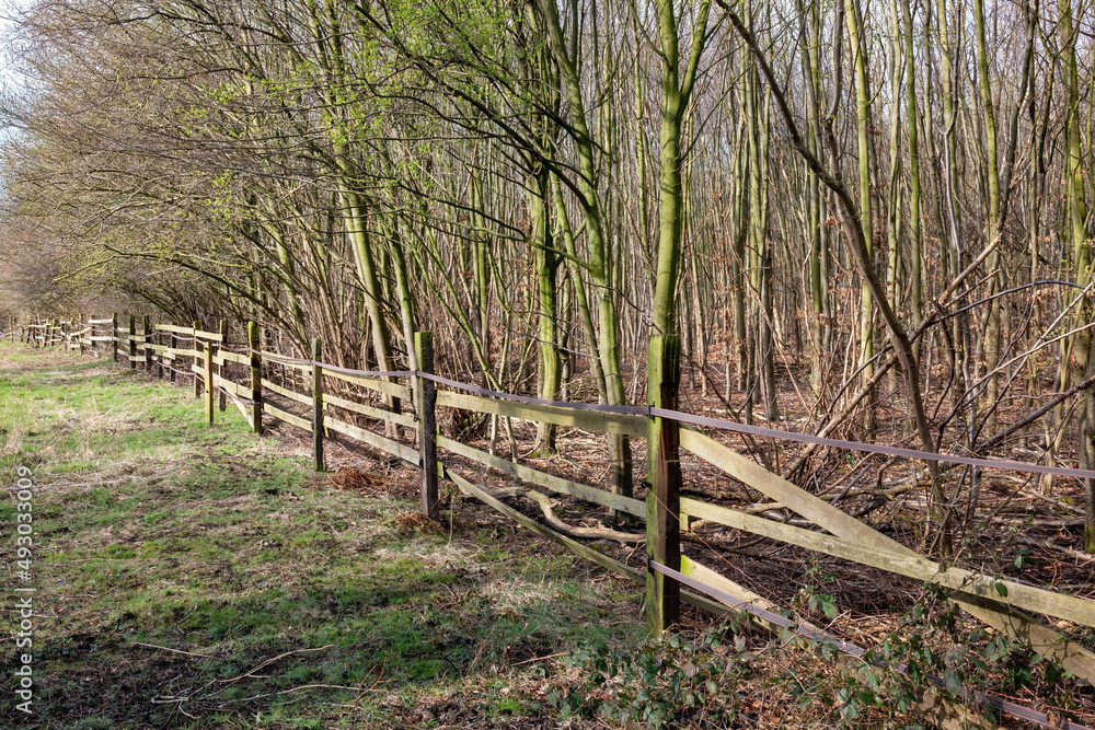 fence in the forest