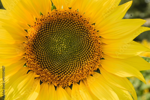 The face of a sunflower head.