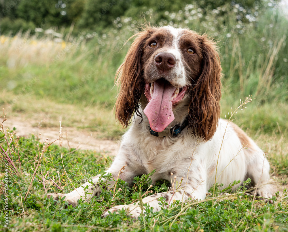 'Gizmo' The Sprocker Spaniel In The Oxfordshire Countryside
