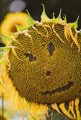 Closeup image of sunflower heads.