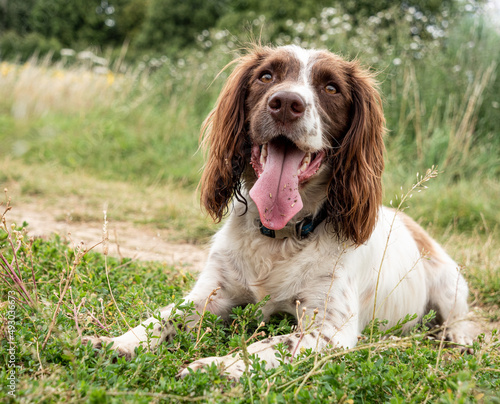 Canvas Print 'Gizmo' The Sprocker Spaniel In The Oxfordshire Countryside