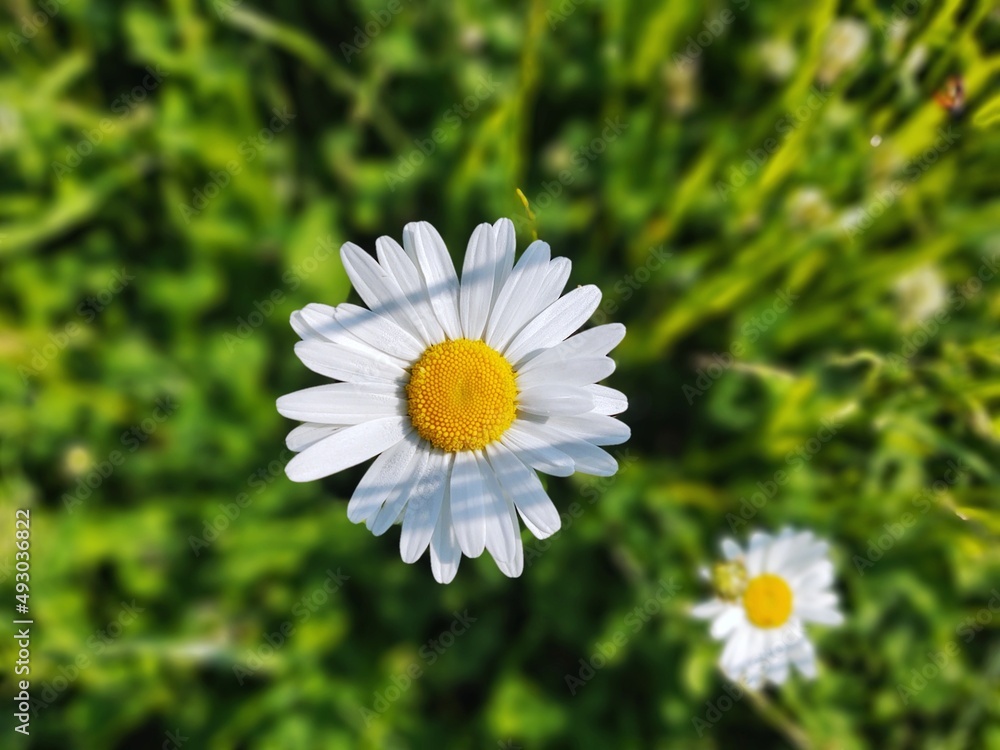 Camomile daisy flowers in the grass covered by rain or morning dew. Slovakia Camomile daisy flowers in the grass covered by rain or morning dew. Slovakia
