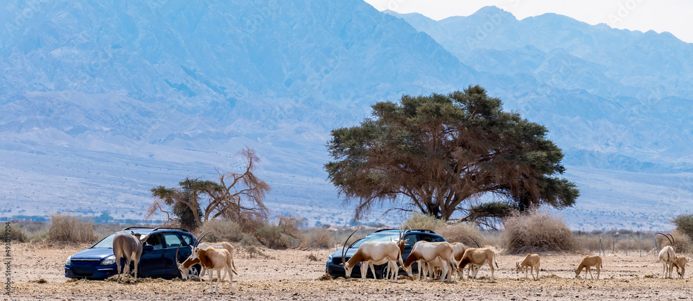 Semi-domesticated animals in nature reserve - herd of antelopes scimitar horn Oryx, Somali donkey and brown Onager. Safari in nature reserve of the Middle East - obrazy, fototapety, plakaty 