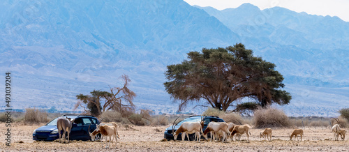 Semi-domesticated animals in nature reserve - herd of antelopes scimitar horn Oryx, Somali donkey and brown Onager. Safari in nature reserve of the Middle East photo