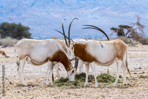 Antelope scimitar horn Oryx  Oryx leucoryx . Due to danger of extinction  the species was introduced from Sahara and adopted in nature reserves of the Middle East