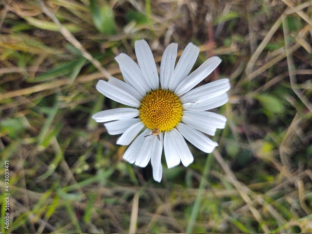 Camomile daisy flowers in the grass covered by rain or morning dew. Slovakia Camomile daisy flowers in the grass covered by rain or morning dew. Slovakia