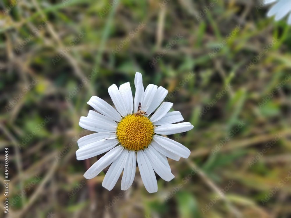 Camomile daisy flowers in the grass covered by rain or morning dew. Slovakia Camomile daisy flowers in the grass covered by rain or morning dew. Slovakia