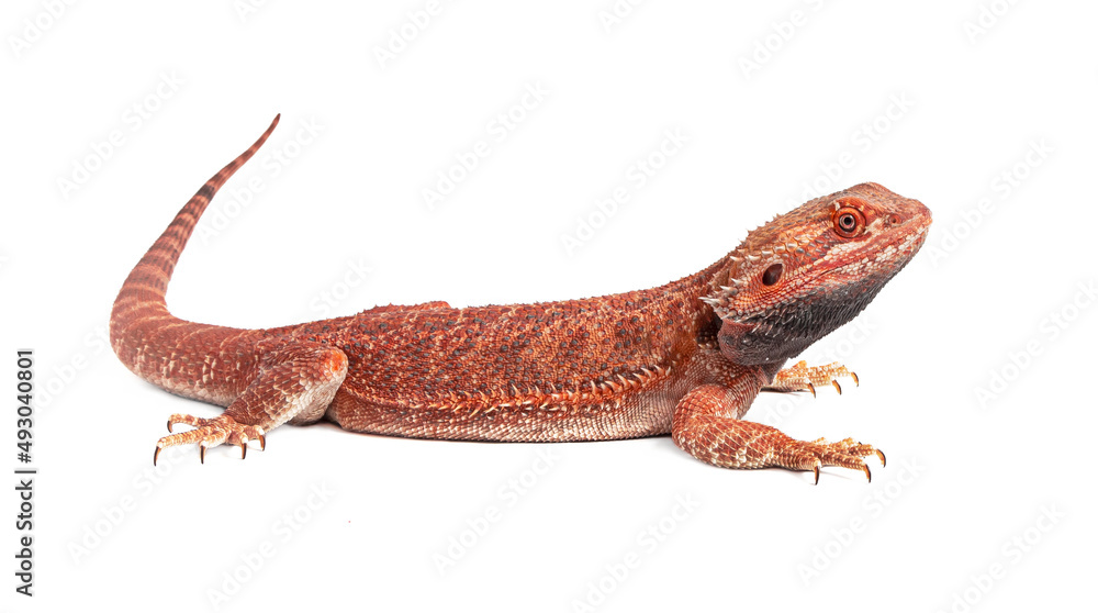 Φωτογραφία red agama lizard isolated on a white background
