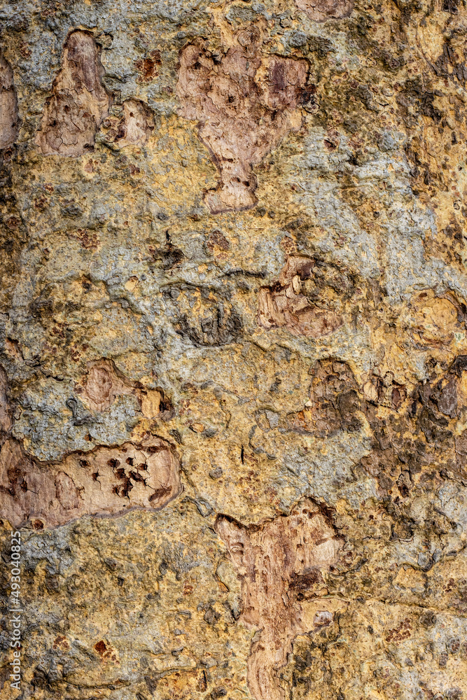 Rustic brown tree trunk with abstract bark texture for background Rustic brown tree trunk with abstract bark texture for background