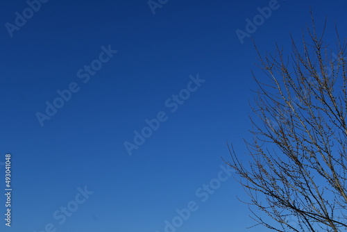 Blue Sky Over a Tree