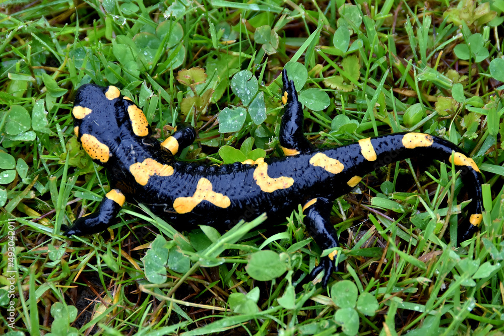 Ein Feuersalamander in der Wiese Ein Feuersalamander in der Wiese