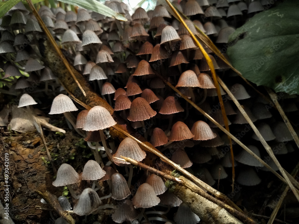 Fotografie Troupe fungal