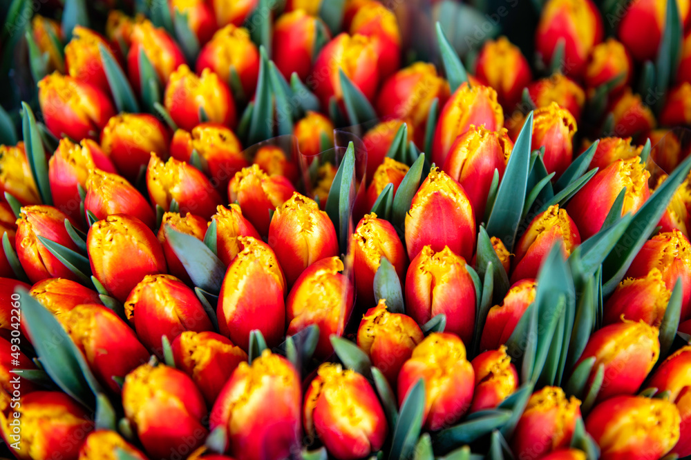 Naklejka premium Świeże tulipany na targu kwiatowym