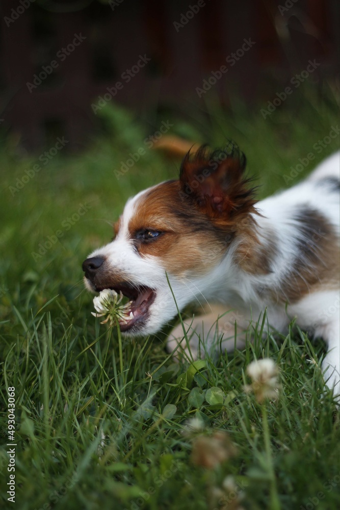 Perro jugando en la hierba se come una flor Perro jugando en la hierba se come una flor