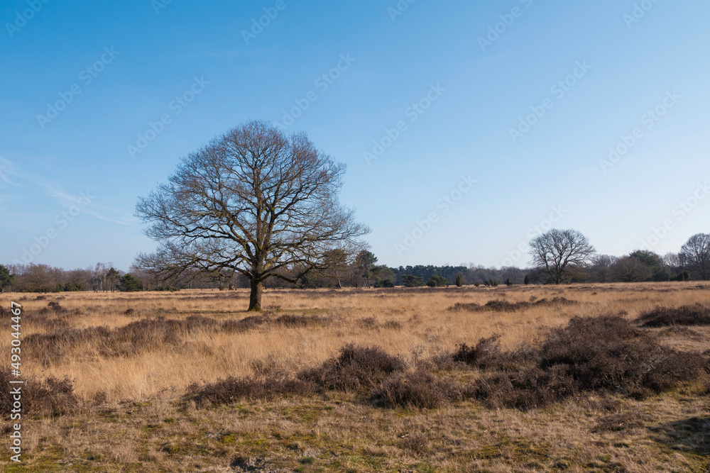 a tree in winter in nature area in holland