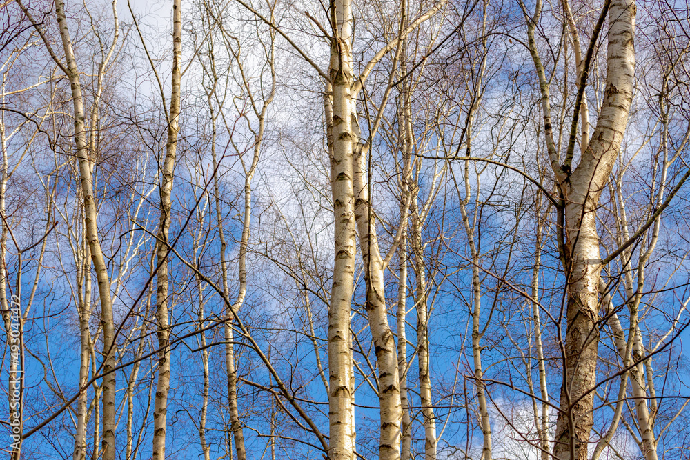 Obraz premium Selective focus of tree trunk of white bark with leafless under blue sky in winter, A birch is a thin leaved deciduous hardwood tree of the genus Betula in the family Betulaceae, Nature background.