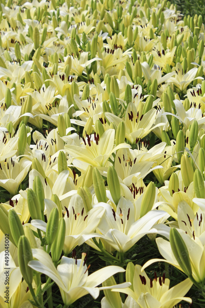 Obraz premium 白百合