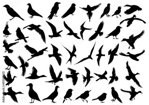 birds silhouette set isolated vector