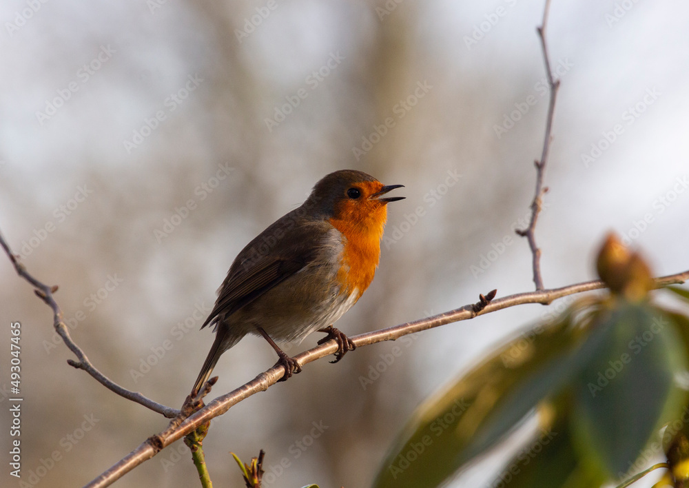 Robin Robin