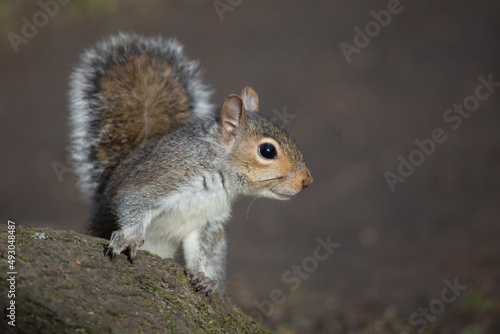 Squirrel