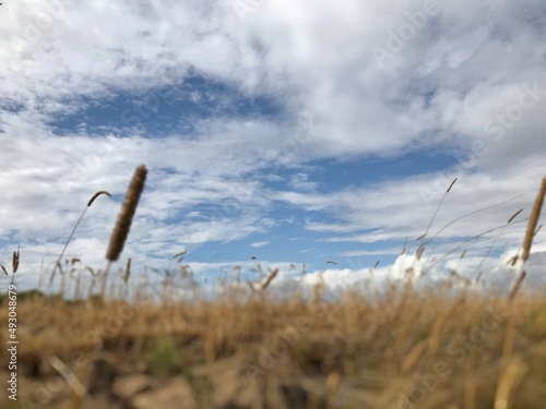 Blurry ground perspective view from cut reed crop horizon on  wide open cloudscape 