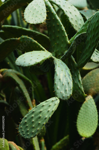 Beautiful exotic succulent cactuses with spines close-up  exotic botanical background. Vertical photo.