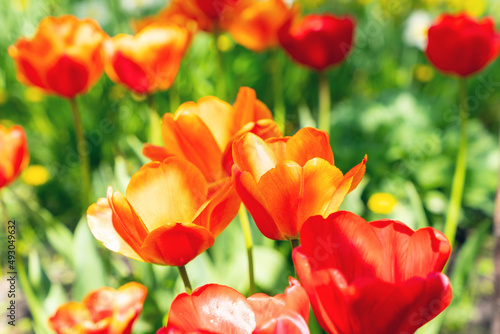 Beautiful flowers of red-yellow tulip bloom in the spring garden