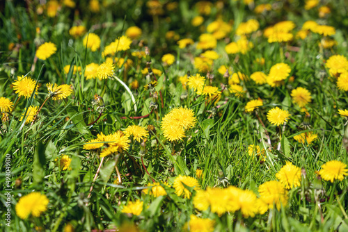Beautiful flowers of a yellow dandelion in green grass in spring or summer on a meadow
