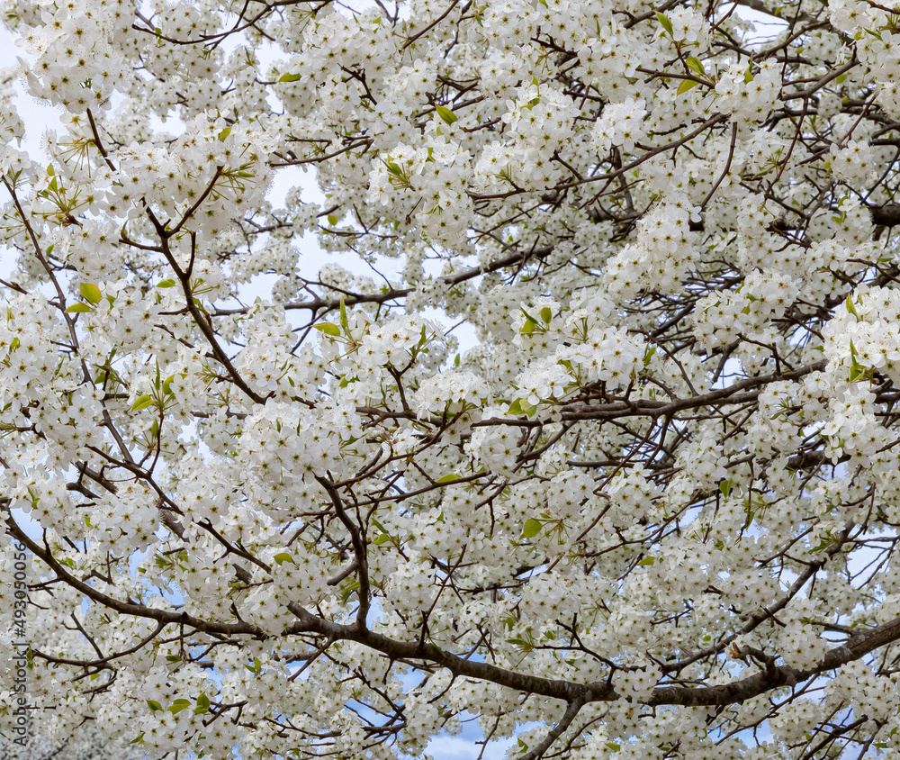 Apple tree blossoms blooming in spring Apple tree blossoms blooming in spring