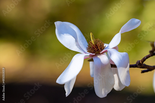 Beautiful magnolia flower in full bloom with bokeh background for copy