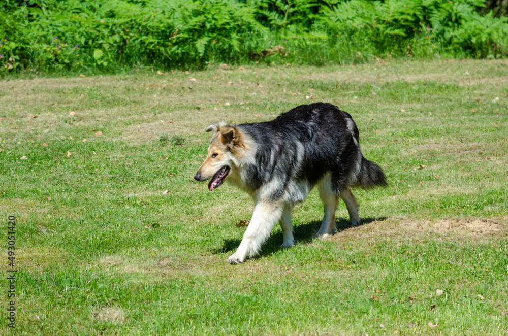 hairy dog in the meadow