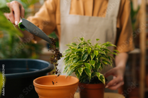 Close-up front view of unrecognizable young woman gardener wearing apron transplanting pot plants at home. Professional florist working picks up soil with shovel and pours it into pot.