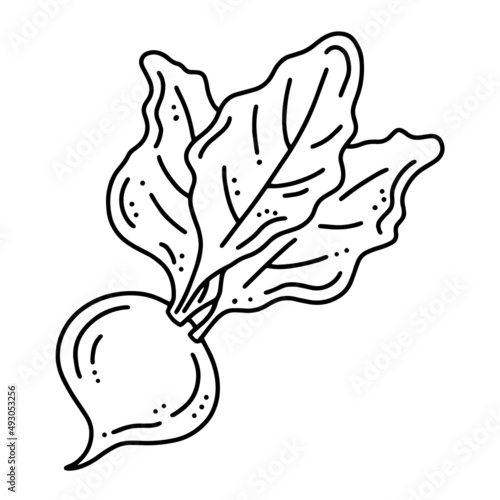 Turnips or beets autumn vegetable harvest, linear vector icon in doodle style
