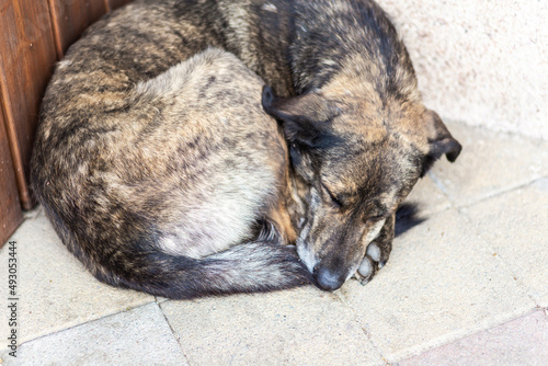 Konstfotografi stray dog sleeps in a ball in a corner on paving slabs