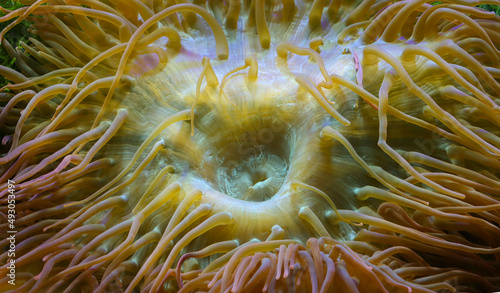 Coral polyps are bladder anemones.