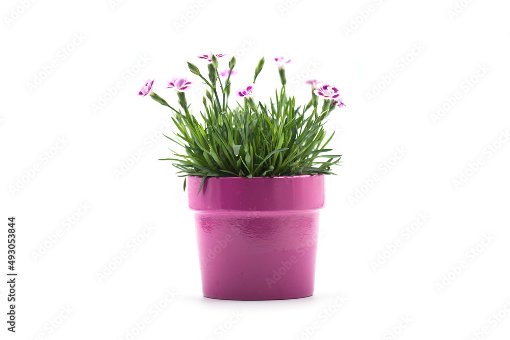 Closeup of purpe carnation flowers in a pink pot on white background Closeup of purpe carnation flowers in a pink pot on white background