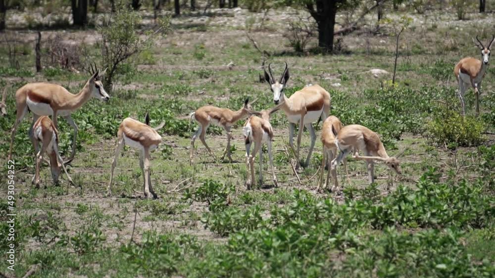 herd of springbok cub herd of springbok cub