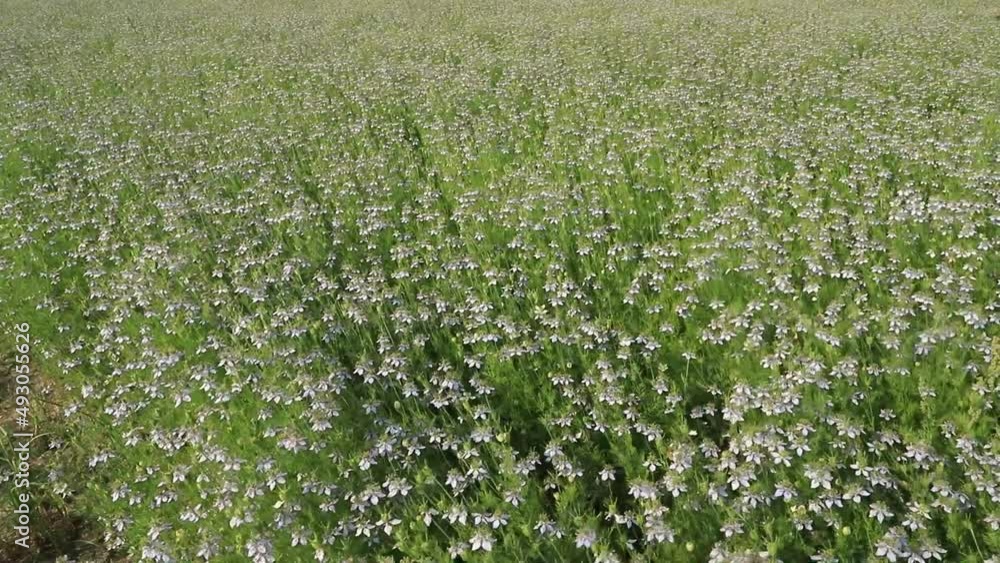 Blooming Green Nigella sativa flowers swing in the wind in the field. Beautiful Green Flowers Background Landscape view Blooming Green Nigella sativa flowers swing in the wind in the field. Beautiful Green Flowers Background Landscape view